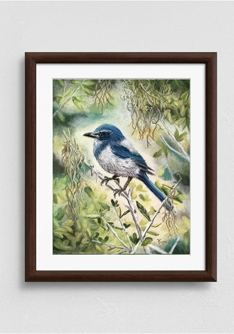 “Florida Scrub-Jay” — Pastel Drawing in Tribute to The Yearling